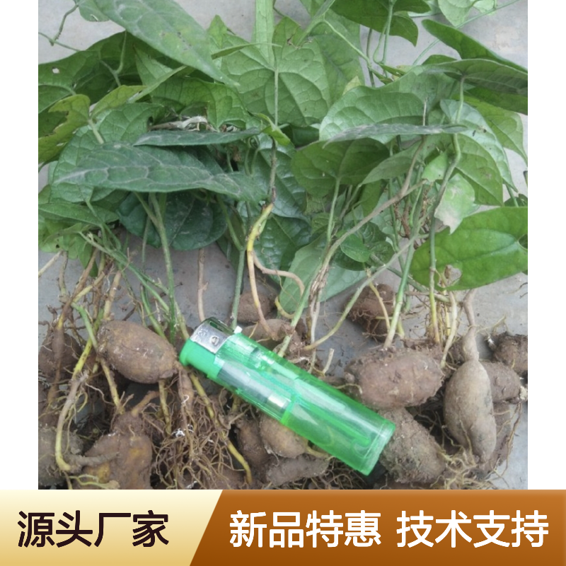 当年新收金牛胆种子 产地一手货源免费技术指导
