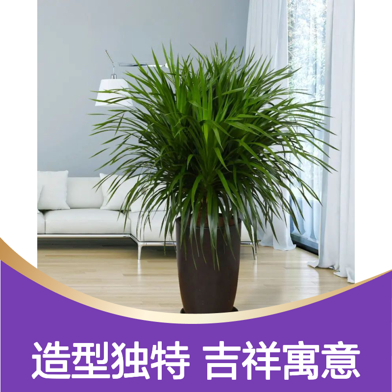龙血铁 室内常用绿植盆栽 园林绿化苗 花境植物品种 苗木基地种植