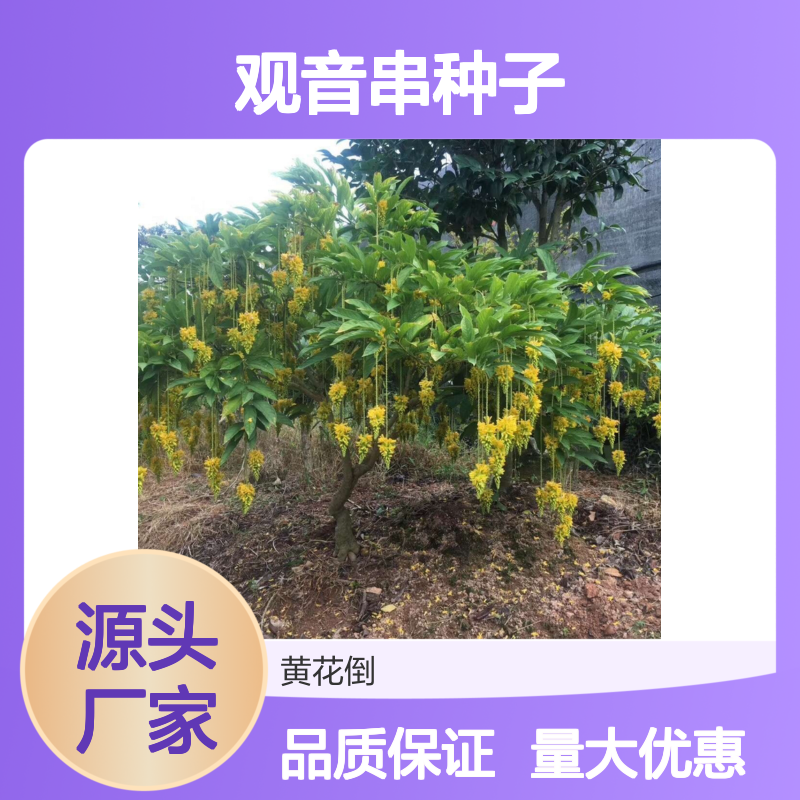 观音串种子 林下套种优选 基地现挖发货 成活率高