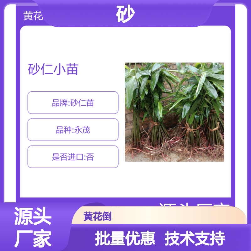 砂 优质种苗 生长健壮 园林绿化植物 管理细致 实力雄厚
