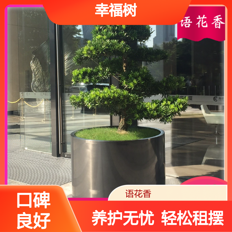 幸福树绿植租赁 承接办公室小区工厂绿化工程 全程养护无忧