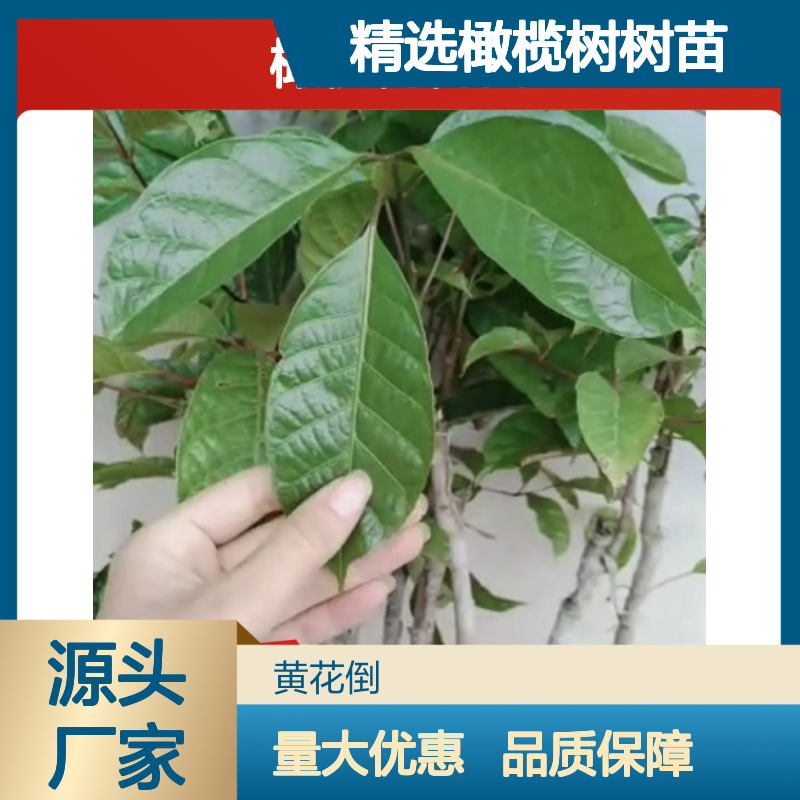 精选橄榄树树苗 批发供应 高产稳产 种植专业 健康生长