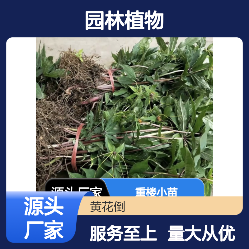 重楼小苗批发 常绿灌木药用植物 品质保证 技术成熟