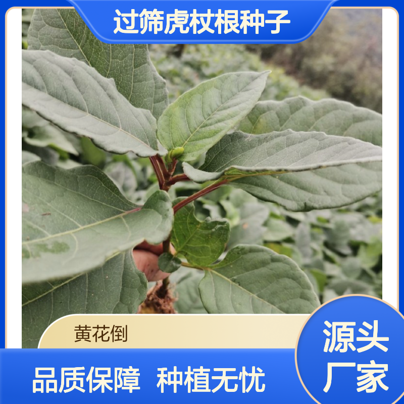 精选过筛虎杖根种子 基地供货技术扶持 生长迅速
