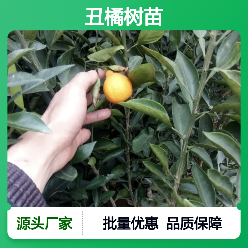 丑橘树苗 丑柑果树苗 批发供应 品质优良 汁多味美