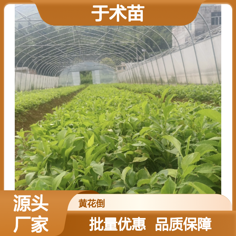 优质于术苗 批发供应 园林植物常绿灌木 个大肉厚