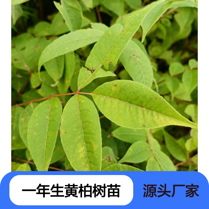 瑞林苗圃一年生黄柏树苗 黄檗幼苗 中药材 造林绿化苗木 适应性强
