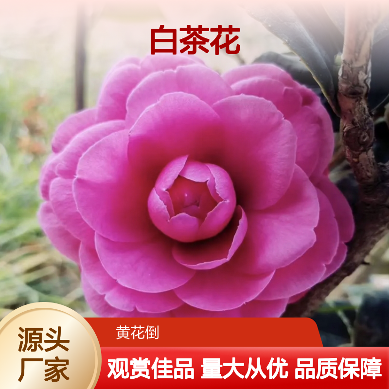 白茶花种植区 优质白茶花树苗 批发供应 栽培简单