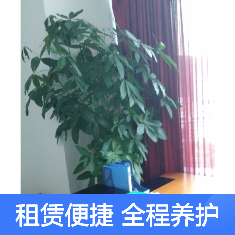 南韵竹风 植物租赁服务 全程养护 品种多样 成活率高