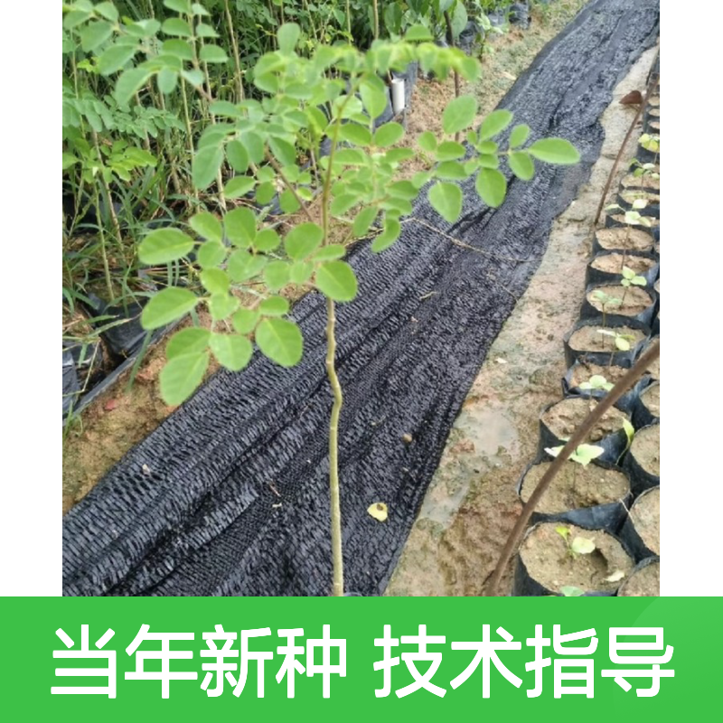 当年新采鼓槌树种子 观赏食用兼具 基地直供 免费指导