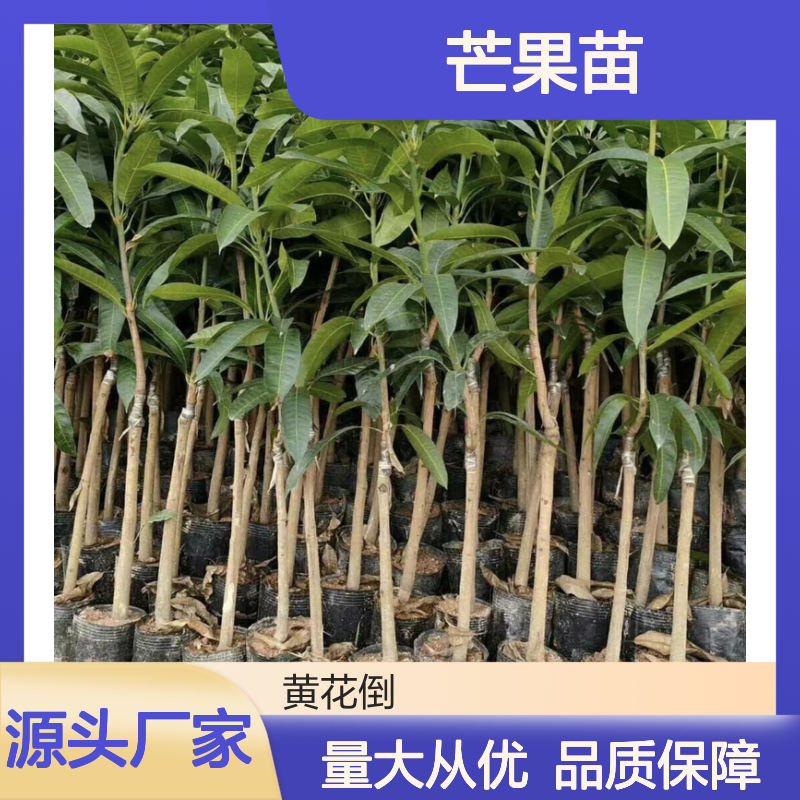 芒果种植区 优质芒果苗 批发供应 嫁接成活高 售后无忧