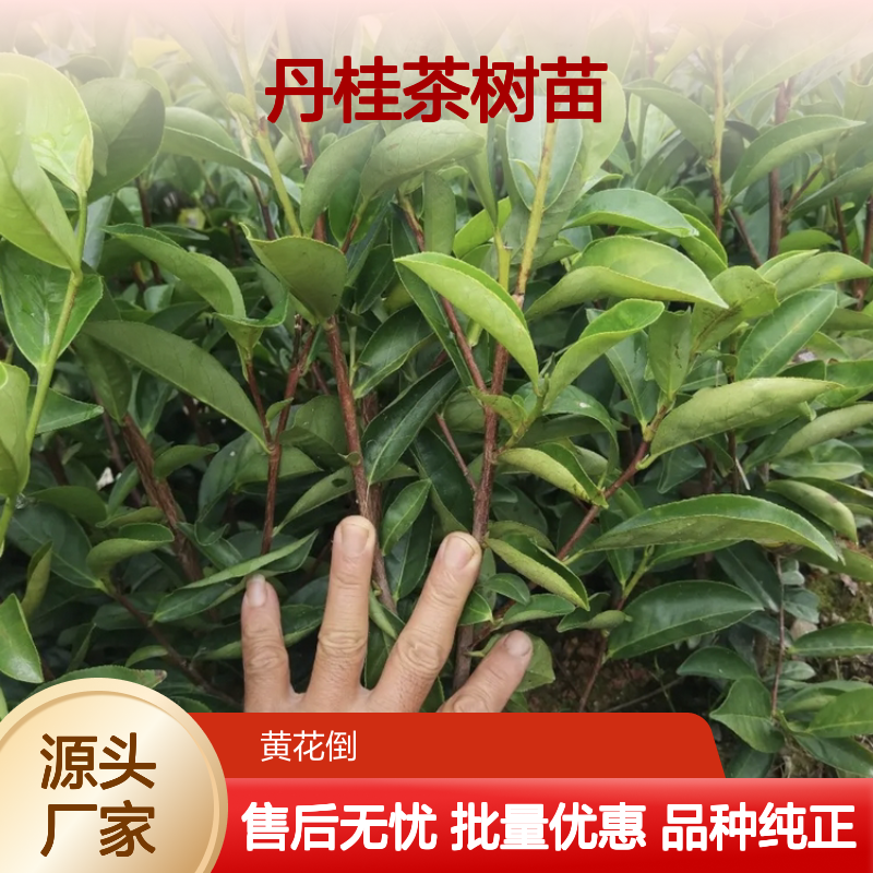 批发丹桂茶树苗 园林优选 常绿灌木 百亩种植 易于养护
