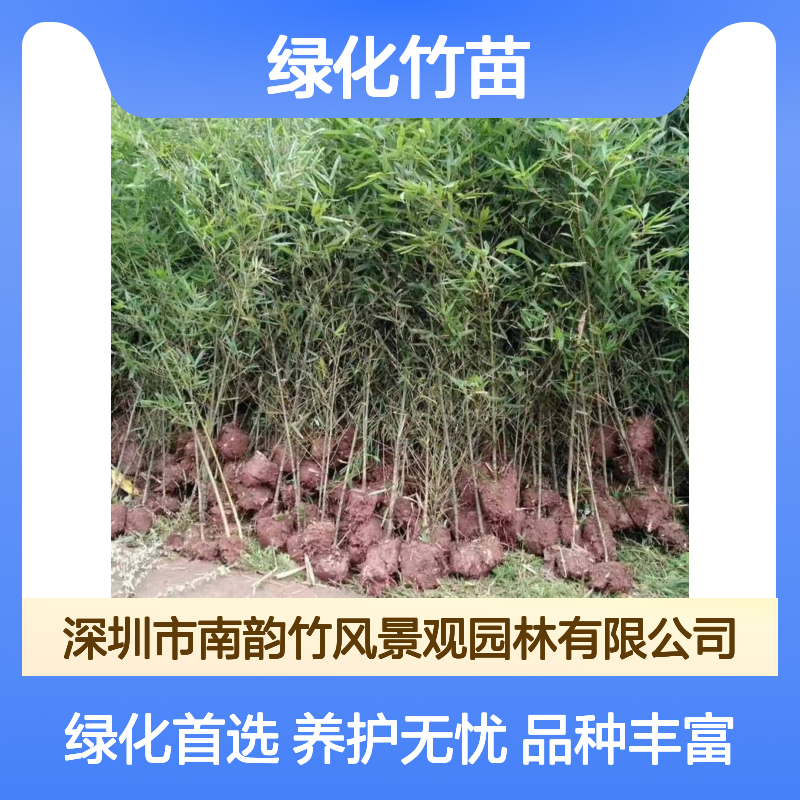 深 圳金丝竹出货 绿化竹苗批发种植基地 绿化施工养护一体化