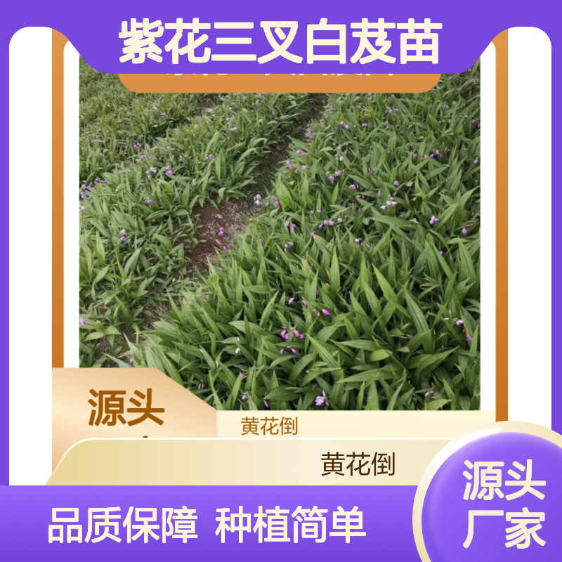 紫花三叉白芨苗 盆栽地栽皆宜 适应性强 种植简单