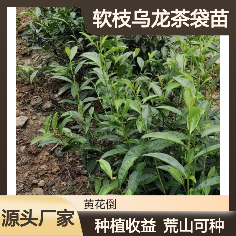 产地直供软枝乌龙茶袋苗 种植收益好荒山农田均可种植