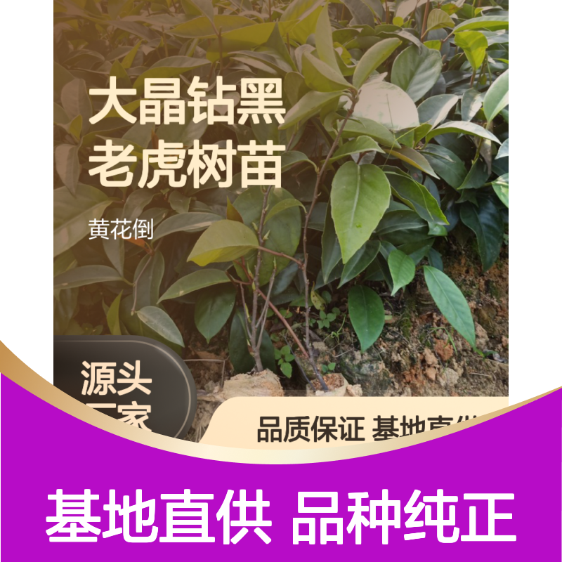 大晶钻黑老虎树苗 批发基地直供 纯正品种 手工采摘