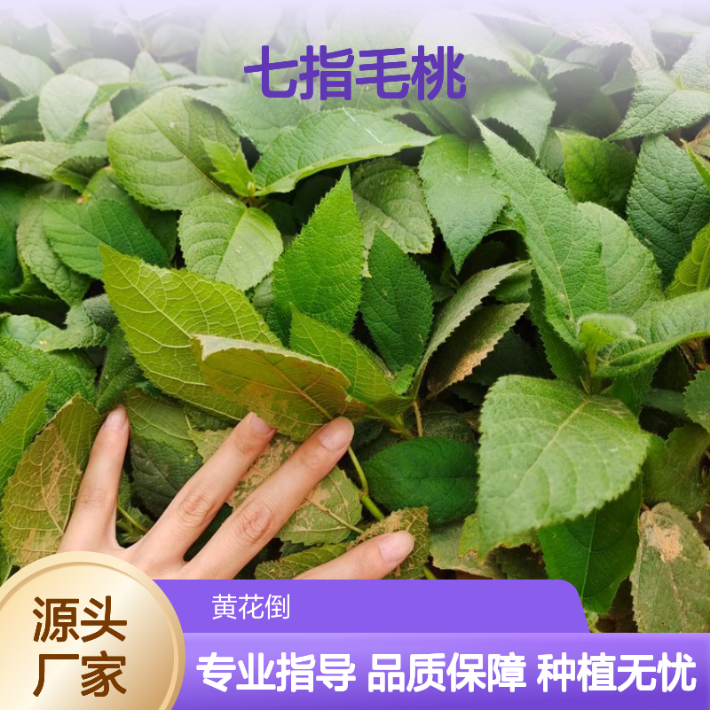 七指毛桃种苗 基地直供 批量种植 生长迅速 适应性强