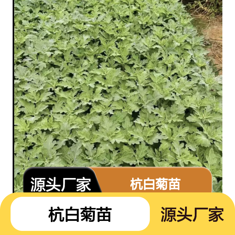 杭白菊苗 批发供应 百亩种植基地 品质优良 生长旺盛