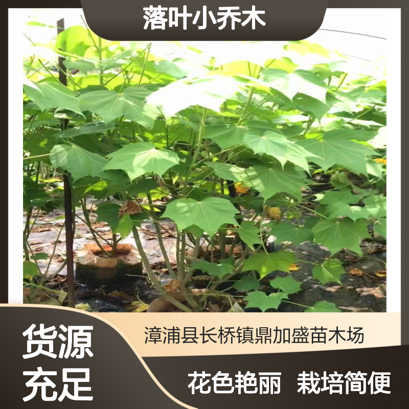 鼎加盛品牌 落叶小乔木丛生木芙蓉 粉色花系 地径15胸径20露地栽培