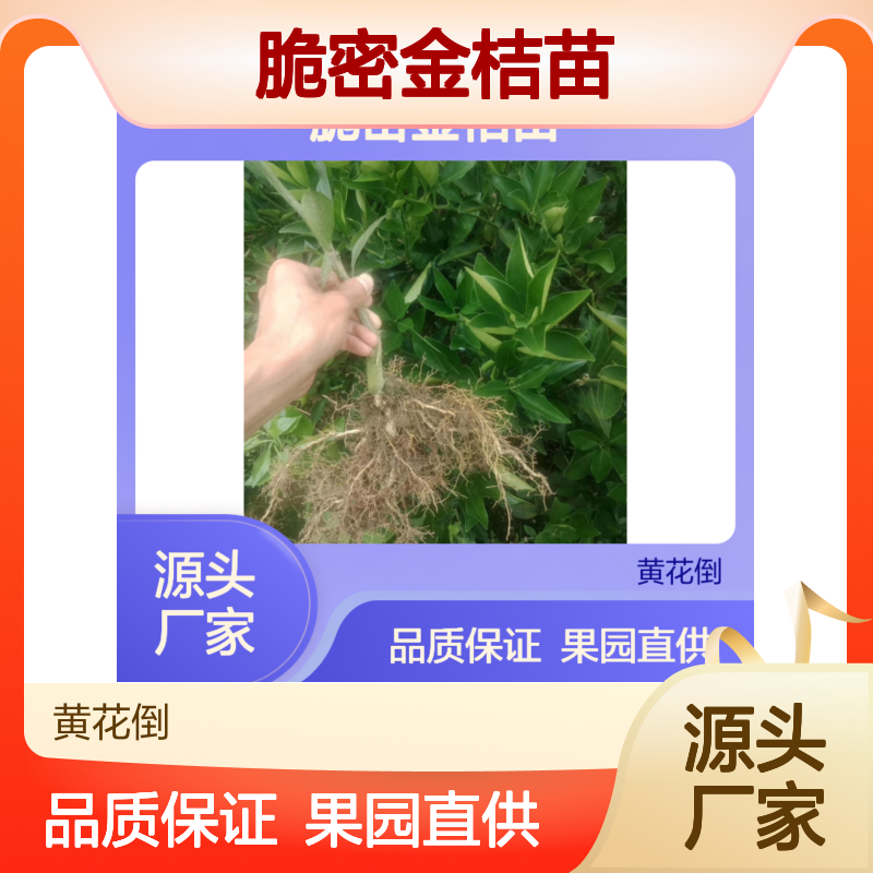 脆密金桔苗 果园直供 优良品种 果香浓郁 口感极佳