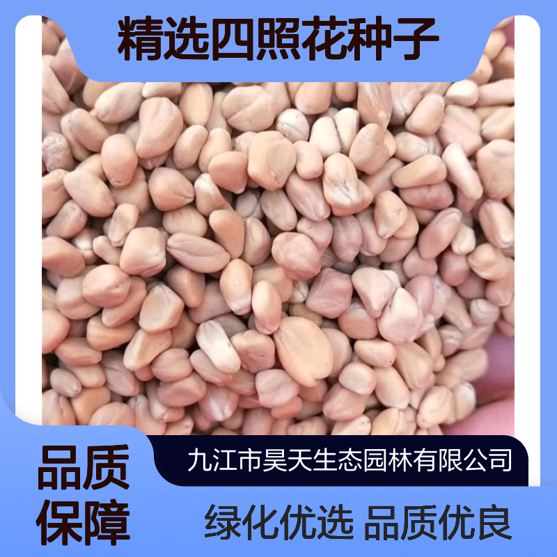 昊天园林 精选四照花种子 露地栽培观果佳 造林绿化优选