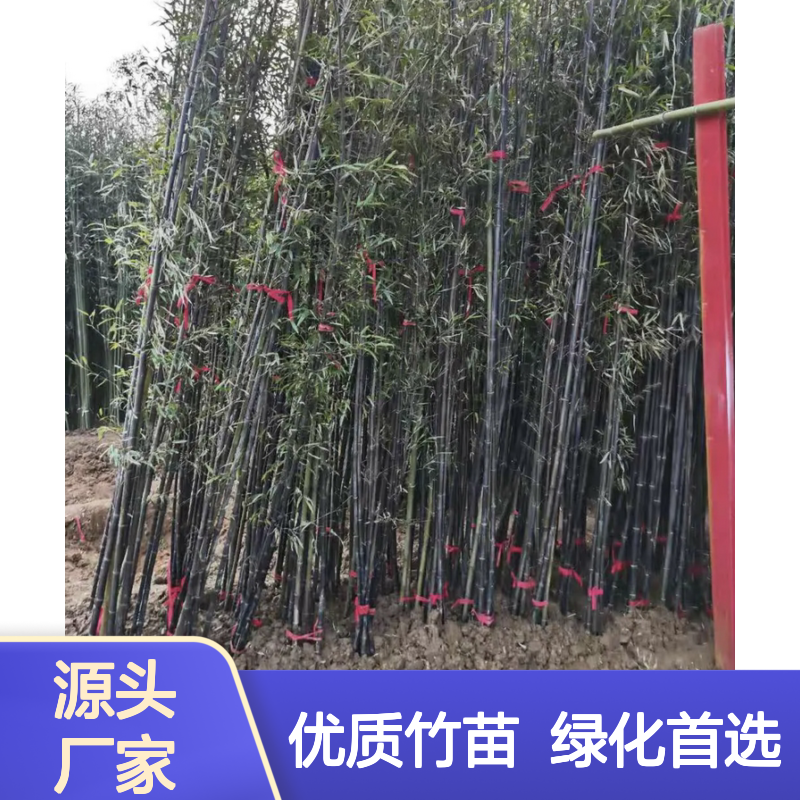 孟宗竹百亩种植基地 批发孟宗竹苗 孟宗竹苗基地