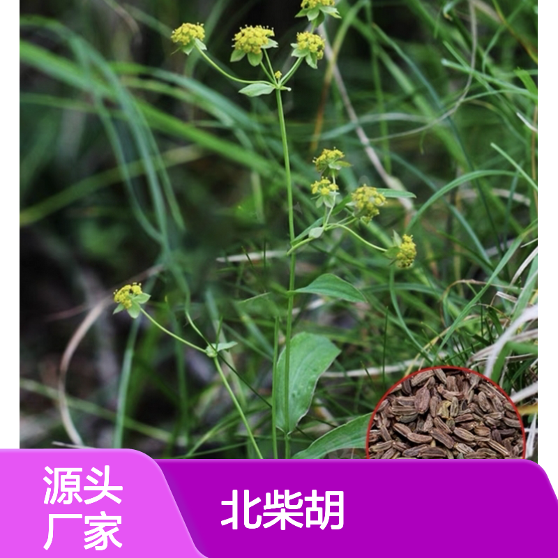 当年新采北柴胡种子 自营基地直供技术指导 耐寒耐旱