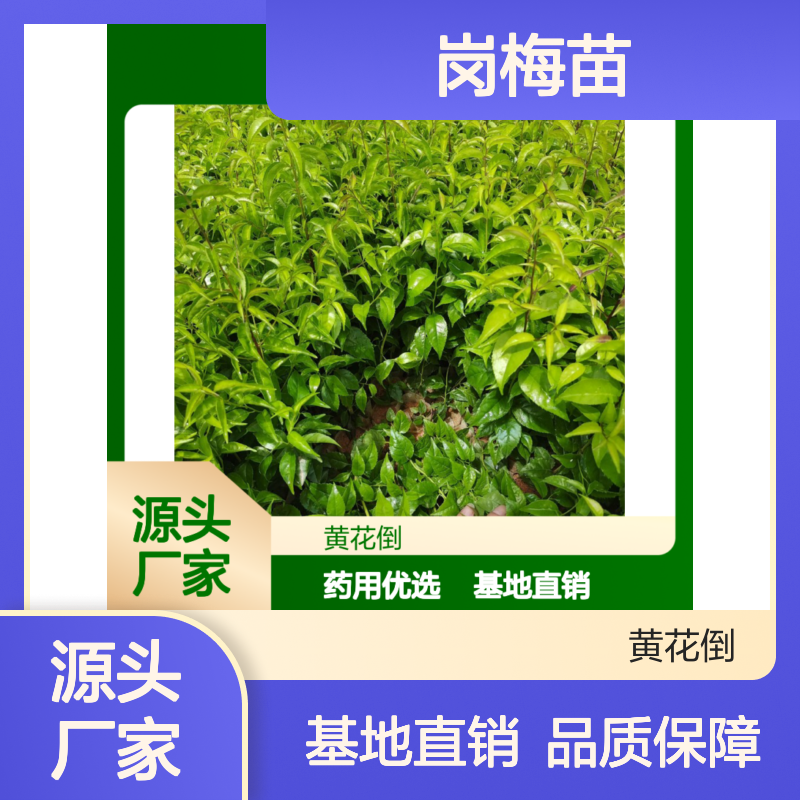 岗梅苗百亩基地 药用优选 生长旺盛 品质保证 技术成熟