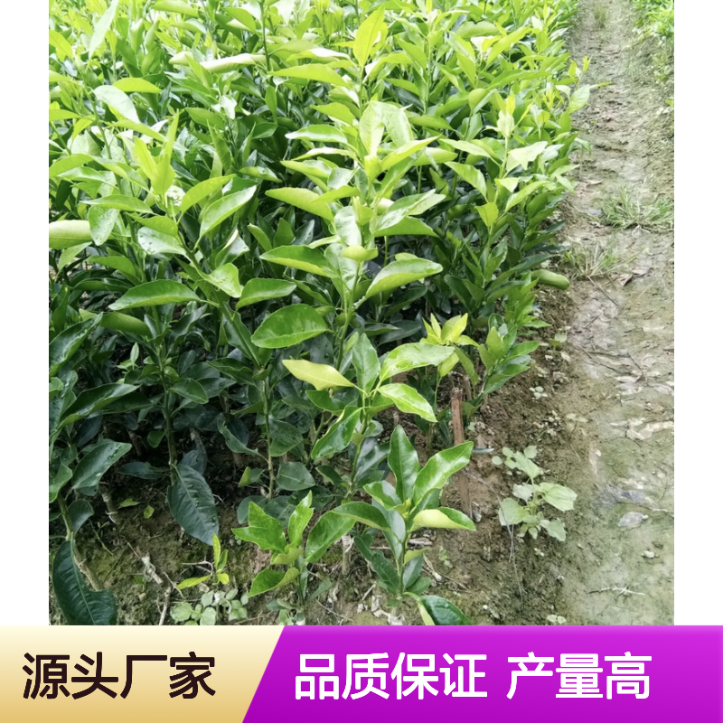 沃柑苗批发 长势旺盛挂果强 口感甜柔 营养丰富
