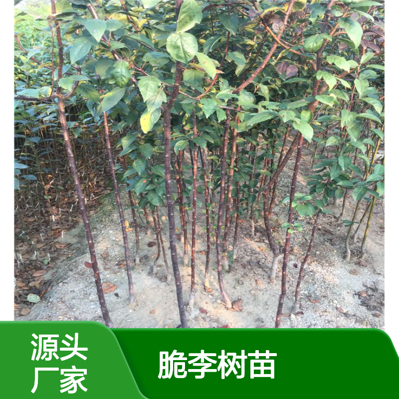 精选脆李树苗 种植园专用 生长旺盛 易于嫁接 适应性强
