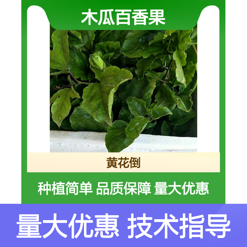 木瓜百香果树苗 基地直供 当年结果 园林优选 开花多次