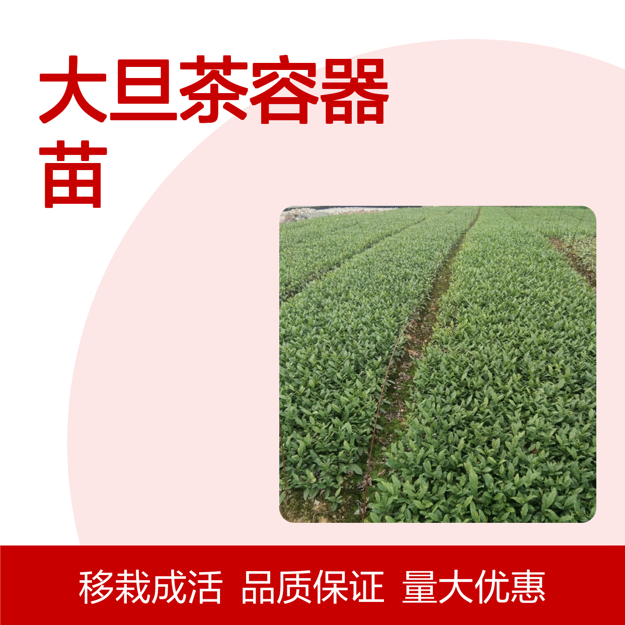 大旦茶容器苗 产地直供 品质保证 移栽成活 专业培育