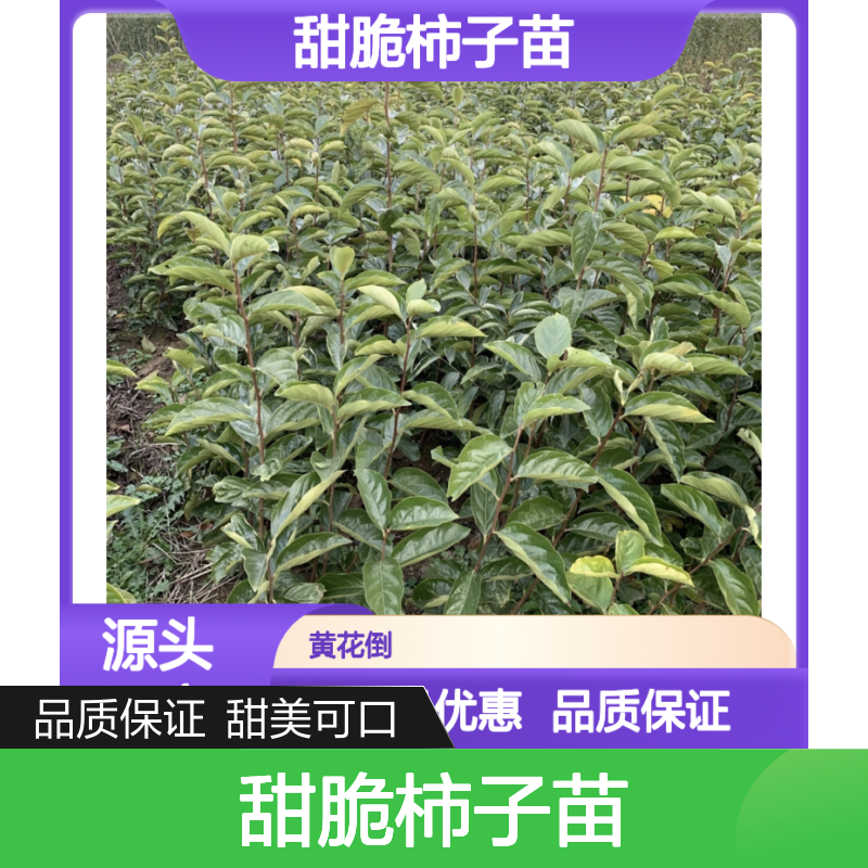 甜脆柿子苗 批发供应 百亩种植园直供 果实丰硕