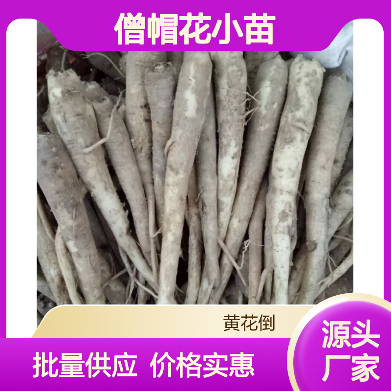 僧帽花小苗 批发常绿灌木 园林优选 生长迅速 易于养护