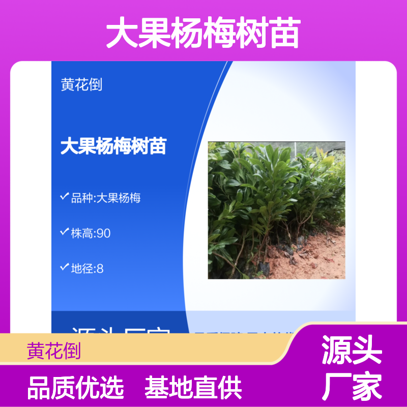 大果杨梅树苗 基地直供 果大味甜 丰产稳产 耐贮运好