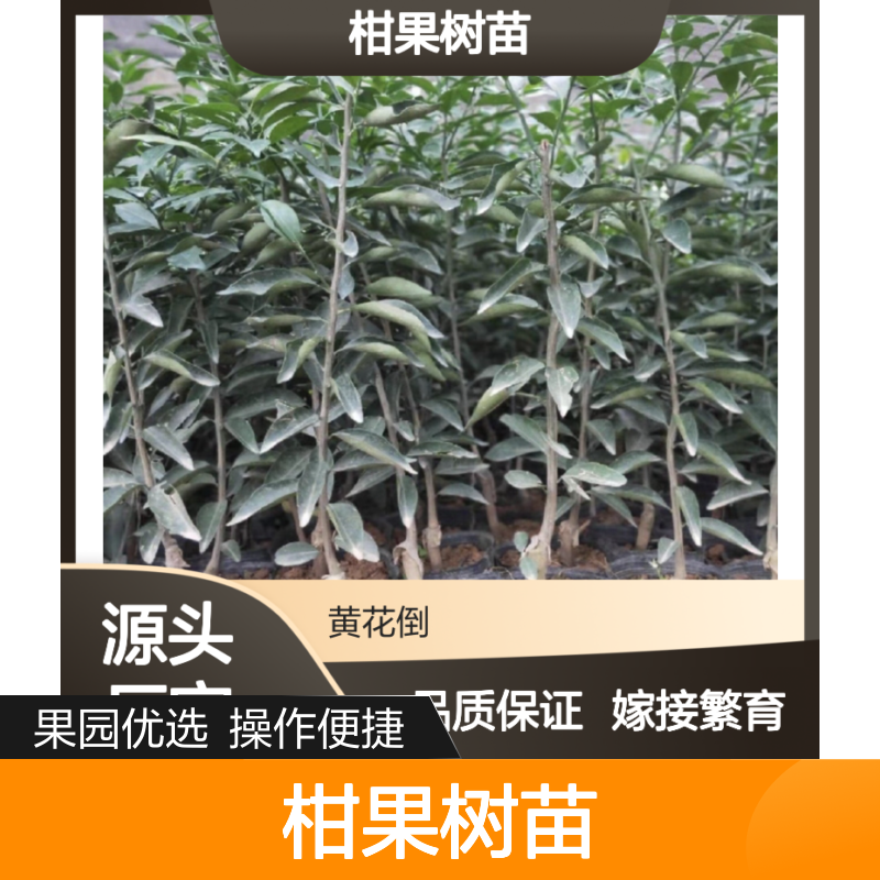 柑果树苗 嫁接繁育 风味独特 果园优选 市场价值高