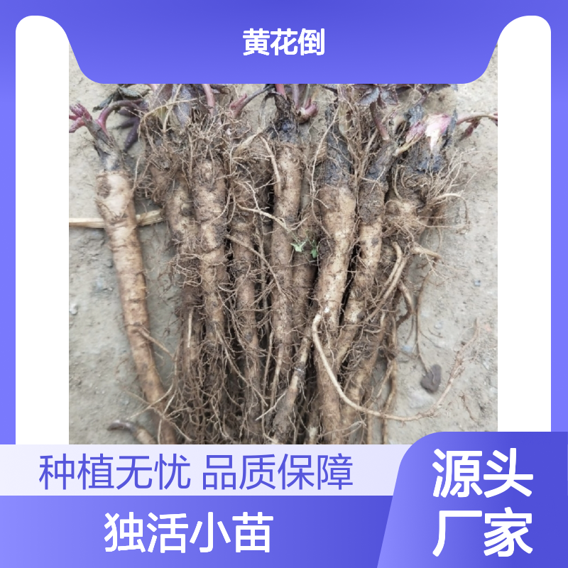 独活小苗批发 育苗移栽技术全 根茎膨大 抗病性强