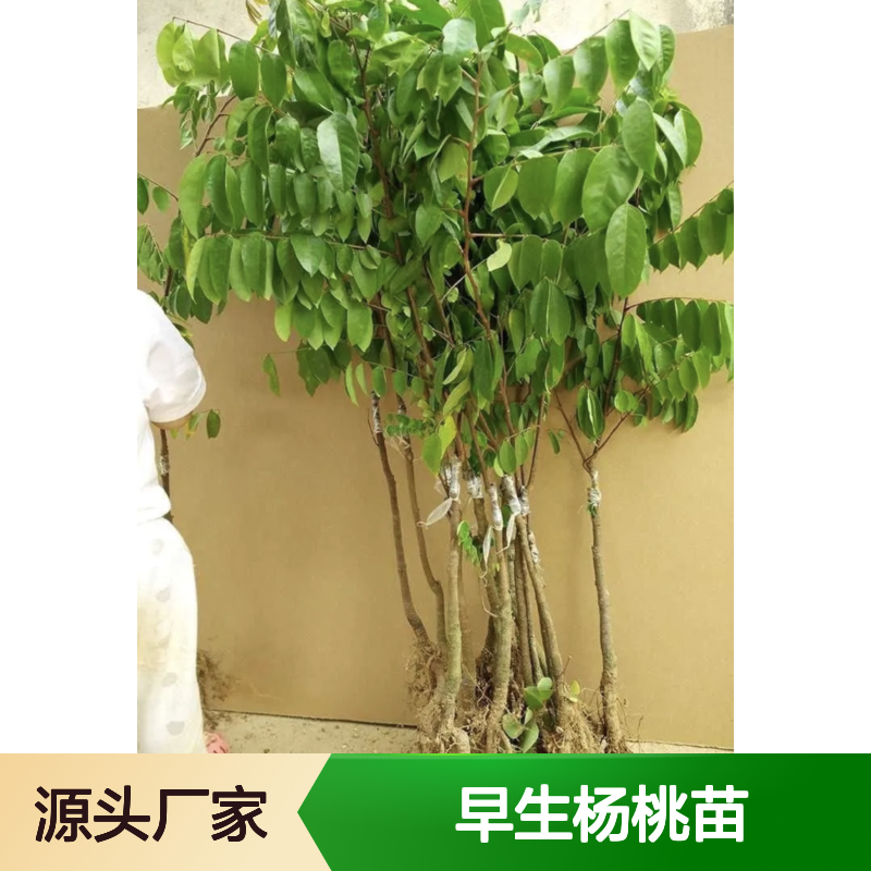 早生杨桃苗 庭院栽培优选品种 果实丰硕 适应性强