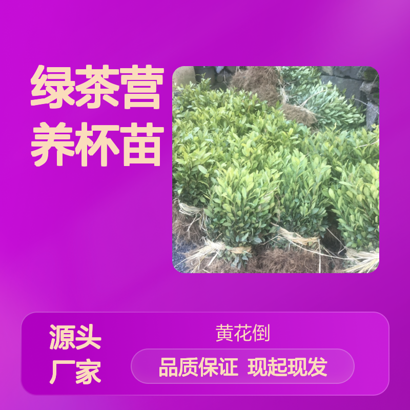 现起现发绿茶营养杯苗 苗圃产地直供品质保证种植技术分享