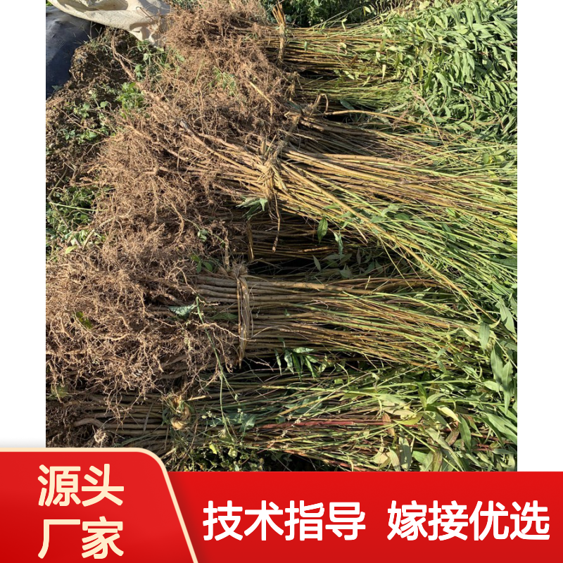 当年新收桃树种子 产地直供 嫁接优良 生长快速