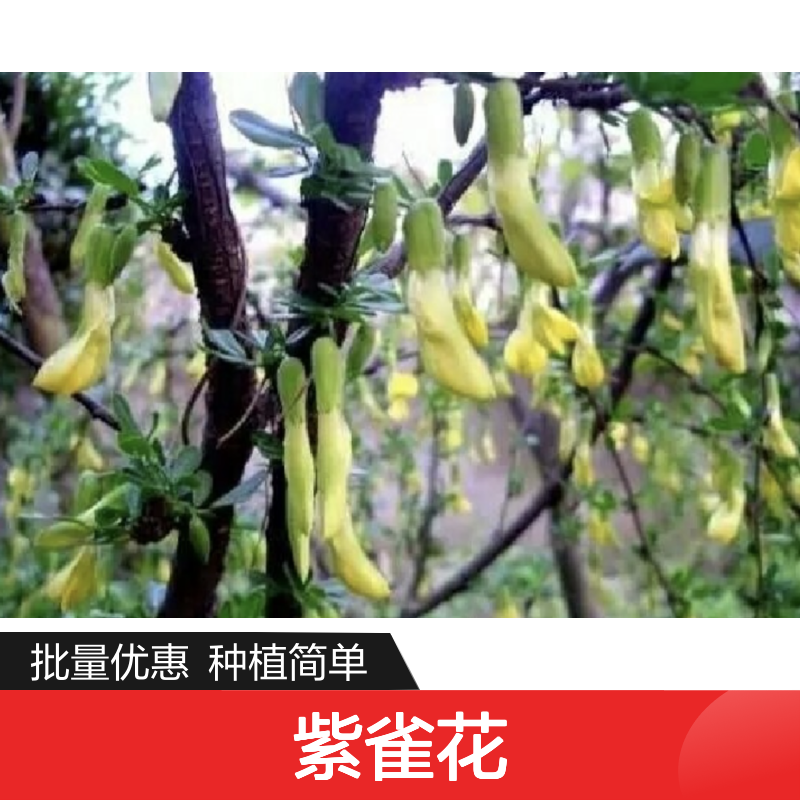 紫雀花种苗 盆栽地栽皆宜 园林植物 耐寒耐旱 生长迅速