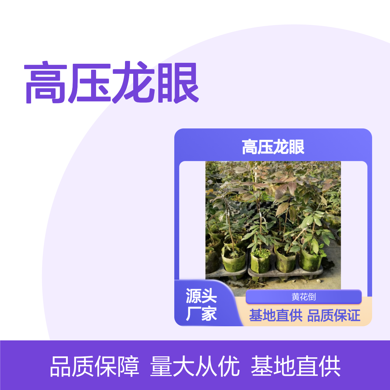 基地批发高压龙眼直生苗 多年生根系发达 成活高规格齐全