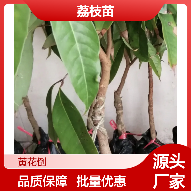 精选荔枝苗品种 园林种植好选择 高产稳产 适应性强