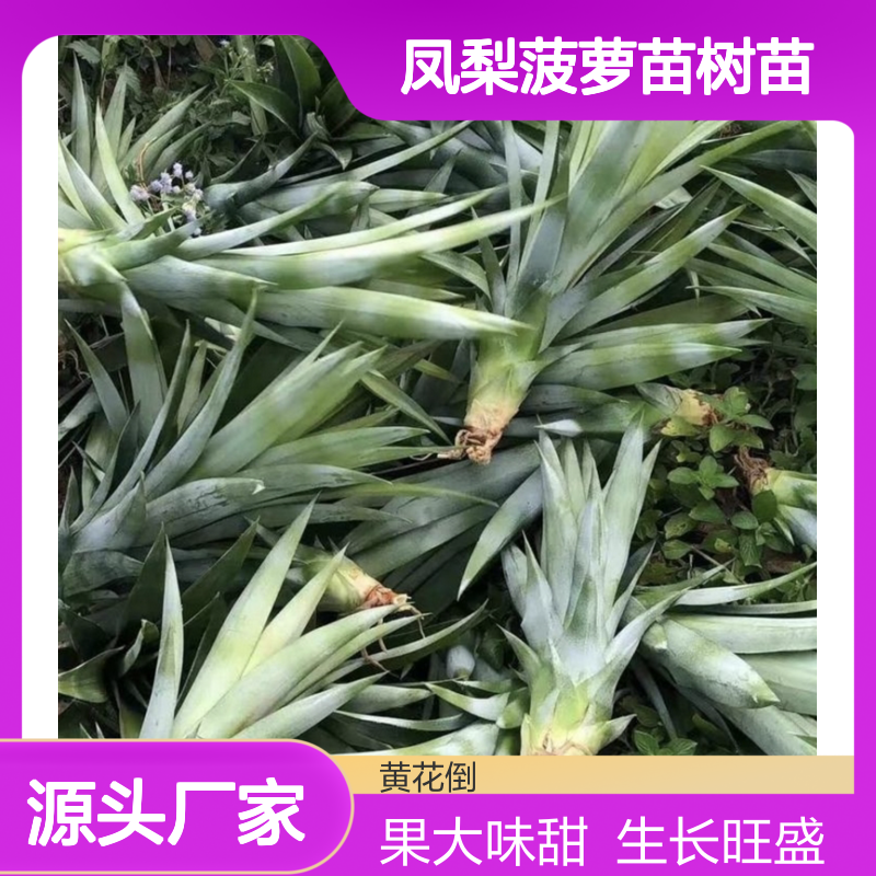 凤梨菠萝苗树苗 基地直供良种果树 清甜可口 分株繁殖