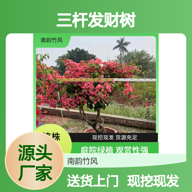 南韵竹风 绿萝 三杆发财树 带土包装 基地发货 中性光照易养