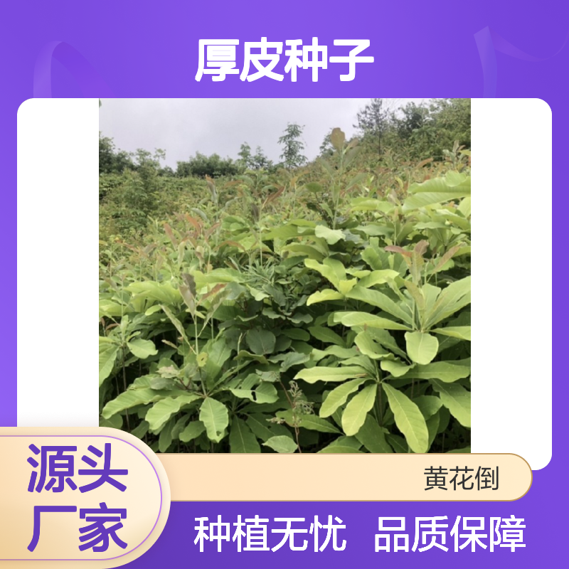当年采收厚皮种子 花卉种植优选品种 自营基地