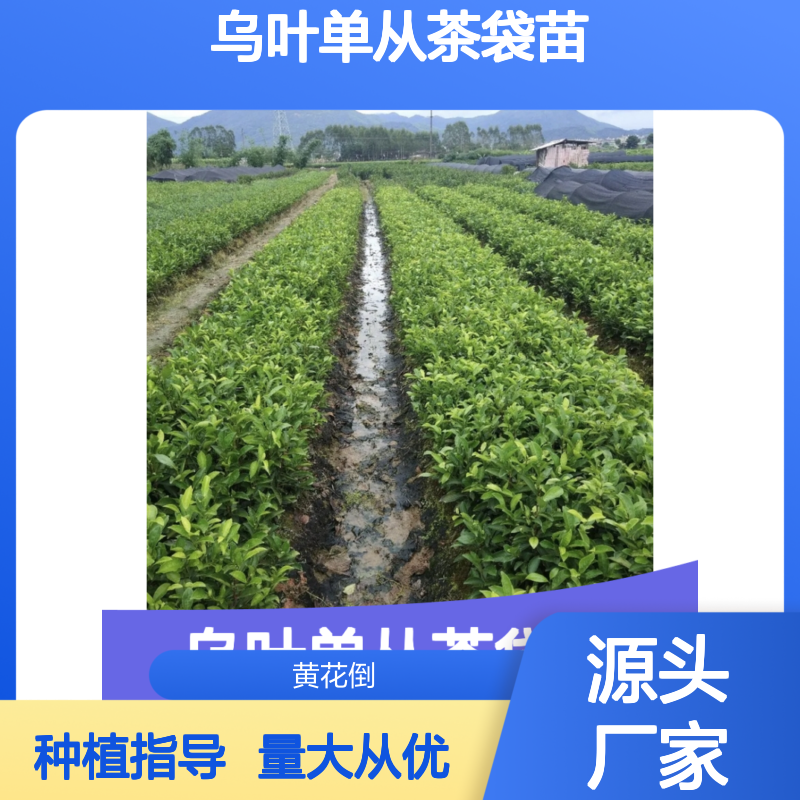 乌叶单从茶袋苗 半发酵工艺 鲜浓甜醇口感 基地直供