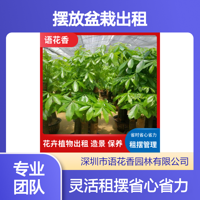 蝴蝶兰盆栽出租 省时省心省力 绿植租摆管理 承接绿化工程