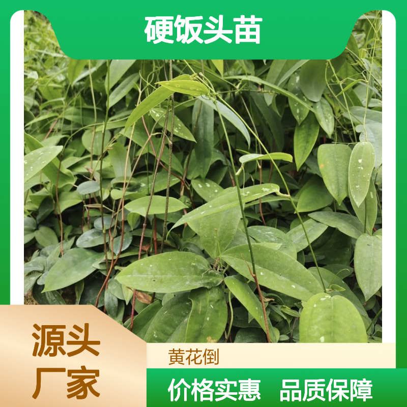 硬饭头苗 批发供应 园林常绿灌木 生长迅速 药用价值
