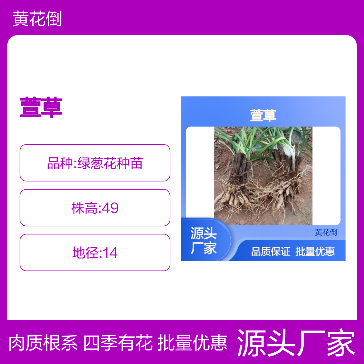 萱草种苗 批发供应 百亩种植基地 四季有花 肉质根系